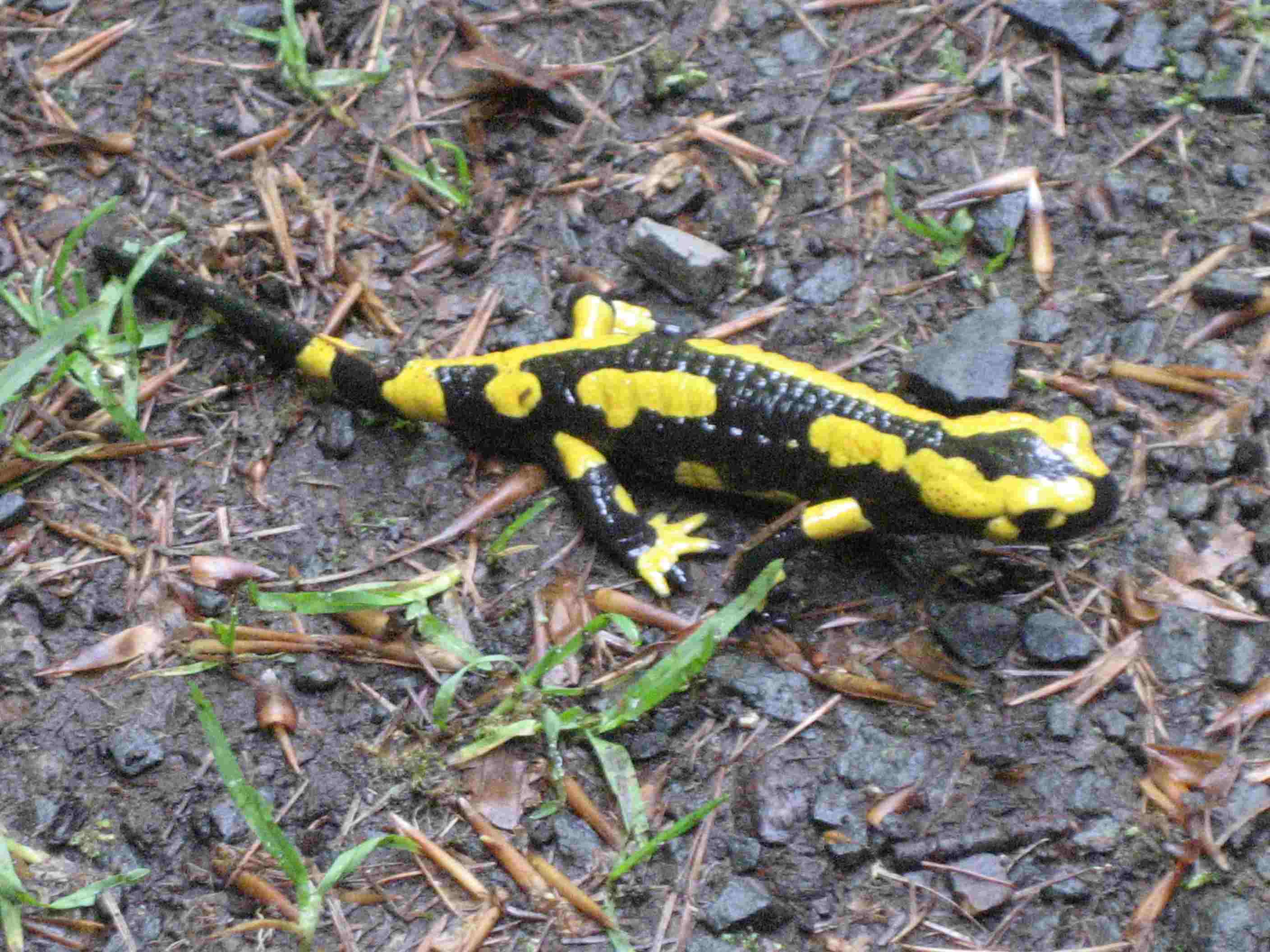 Salamander
